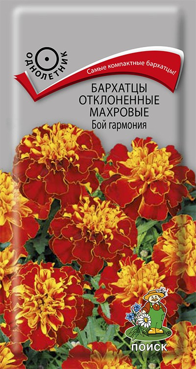 Бархатцы отклон. махр. Бой гармония Поиск